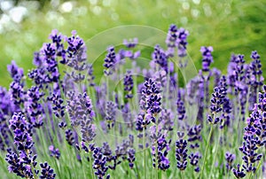 Purple lavender flower closeup in street garden