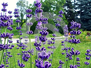 Purple lavender flower closeup in street garden. soft blurred green park background