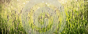 Purple lavender flower in field. Summer scenic landscape banner design