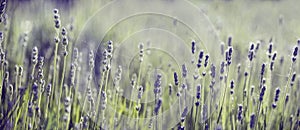 Purple lavender flower in field. Summer scenic landscape banner design