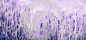 Purple lavender flower in field. Summer scenic landscape banner design