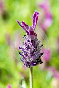 Purple lavender flower macro