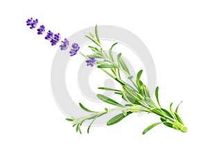 Purple lavender flower on white background