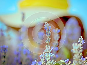 Purple lavender flower and young girl in a yellow bright hat in purple lavender field. Summer background.  Provence, lavender