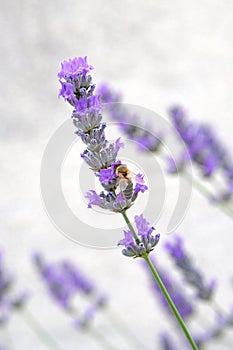 Purple Lavender flowers and bee on green nature blurred background. Viole Lavandula for herbal medicine photo