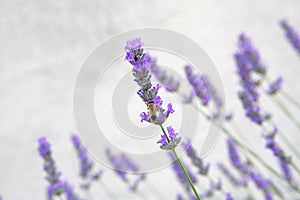 Purple Lavender flowers and bee on green nature blurred background. Viole Lavandula for herbalism photo