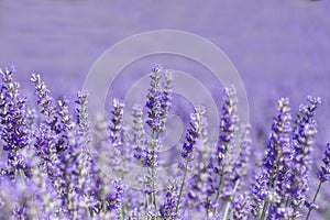 Purple lavender flowers in bloom