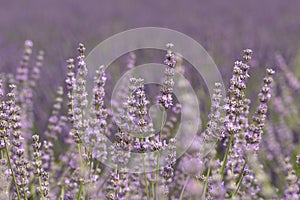 Purple Lavender Flowers In Bloom in Lavender Field