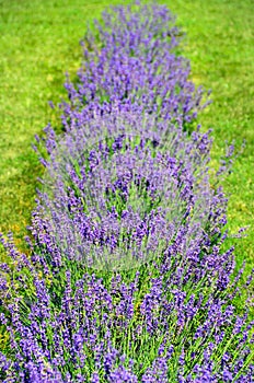 Purple lavender flowers in bloom shows vertical row