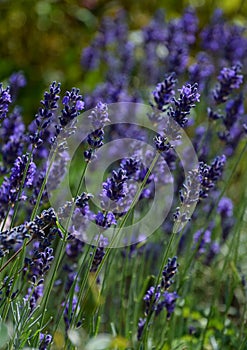 Purple lavender flowers in bloom at summer