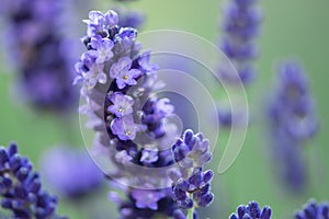 Purple lavender flowers bloom in summer