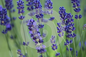 Purple lavender flowers bloom in summer