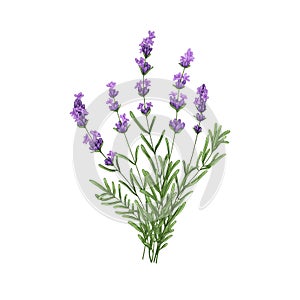 Purple lavender flowers bunch. French blooms, herbs. Wild floral posy, violet lavandula, Provence lavander. Realistic