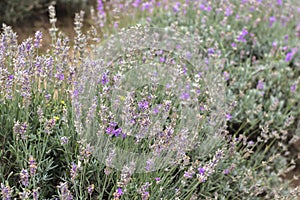 Purple lavender flowers closeup