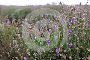 Purple lavender flowers closeup