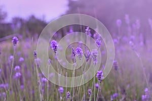 Lila Lavendel Blumen 