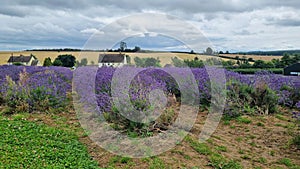 Purple lavender flowers field with house in background