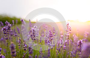 Purple lavender flowers field at summer with blurred background.