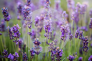 Purple lavender flowers field at summer with blurred background.