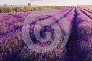 Purple lavender flowers field at summer with burred background