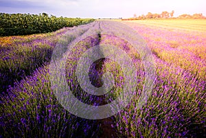 Purple lavender flowers field at sunny summer day.