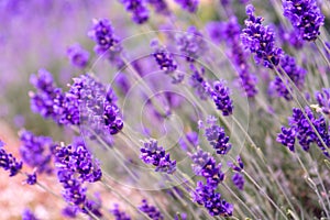 Purple lavender flowers. Flower in the field. Nature background. Grow a fragrant plant in the garden. Summer flower