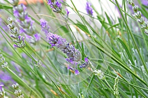 Purple Lavender flowers on green nature blurred background. Viole aromatic Lavandula for herbalism in meadow photo