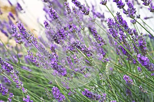 Purple Lavender flowers on green nature blurred background. Viole Lavandula for herbalism in meadow photo