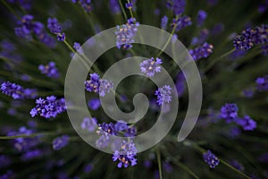 Purple lavender flowers at summer with blurred background.