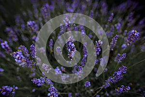 Purple lavender flowers at summer with blurred background.