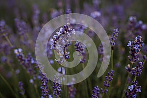 Purple lavender flowers at summer with blurred background. Macro image