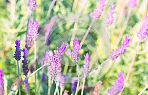 Purple lavender flowers - Sunset over a summer