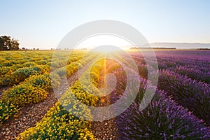 Purple lavender flowers and yellow dwarf everlast flowers in Provence at sunrise