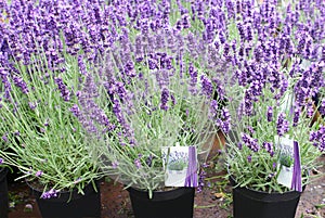 Purple lavender Hidcote, Lavandula, plants pots garden center greenhouse flower nursery