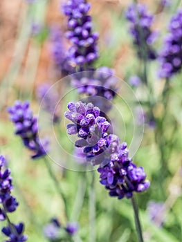 Purple lavender landscape plant image