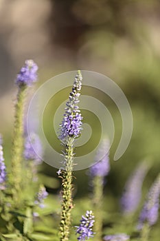 Purple lavender Lavandin flower