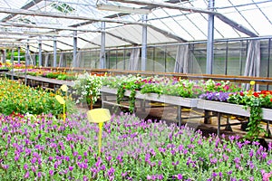 Purple lavender, lavandula, garden plants greenhouse