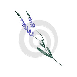 Purple lavender or lavandula with stem and leaves isolated on white background. Delicate lilac flower of lavander