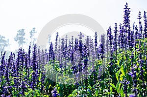 The Purple Lavender in Phu Tabberk Garden