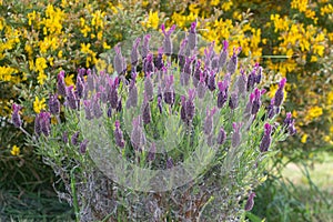 Purple lavender plant in a garden