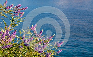 Purple lavender plant, over blur Kea, Tzia island sea background