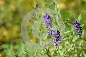 Purple lavender on soft focus green background