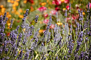 Purple lavender sprigs growing with bright red and orange flowerd background
