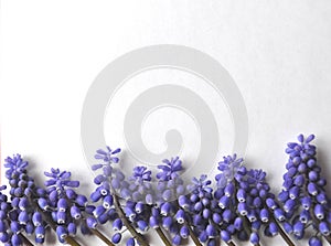 Purple lavender spring flowers border on a white background for text and copy space