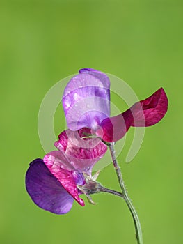 Purple and lavender Sweet Pea flower