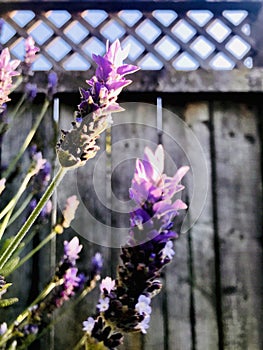 Purple lavender under the sunray. Grey wooden fence background.