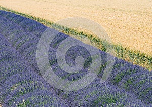 Lavendin purple farm in provence