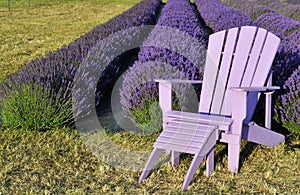 Purple lawn chair in lavender field