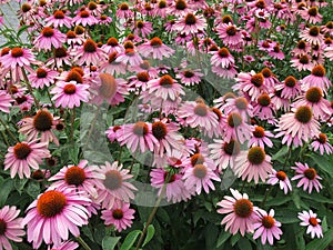 Purple lazy susans in Georgetown