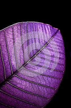 purple leaf.